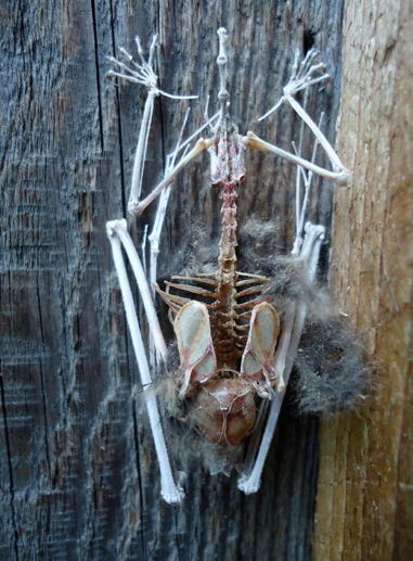 Found this bat skeleton clinging to a barn door.